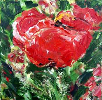 poppy klaproos vincent